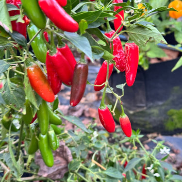 Serrano - Seeds - The Pepper Pantry (Formerly Marie Sharp's)